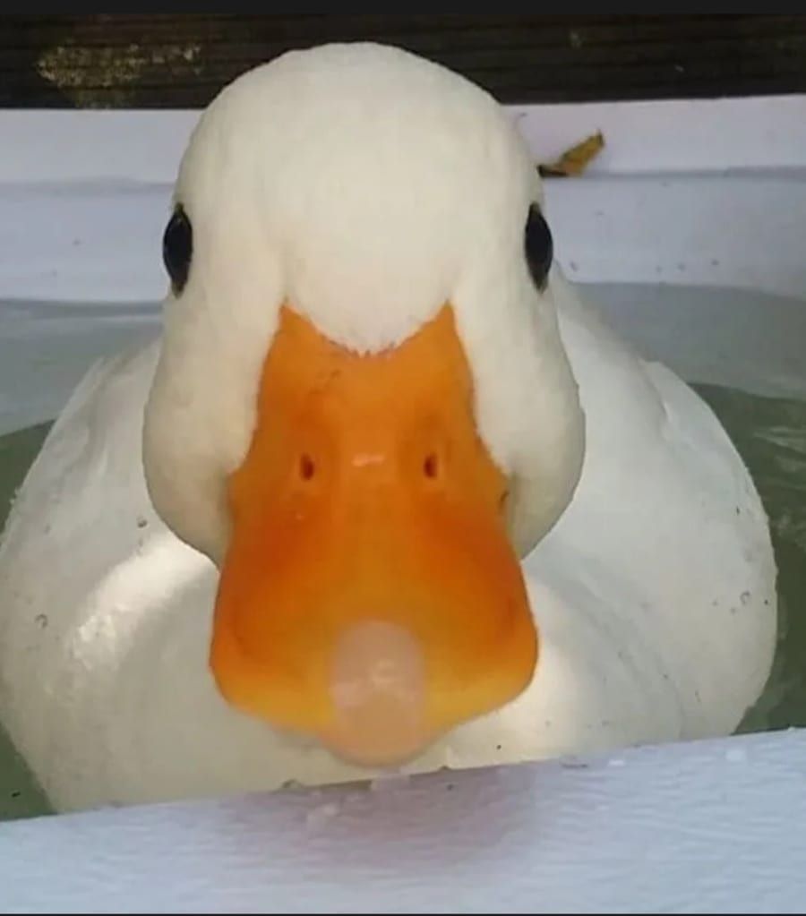 Perfil de Abdulah